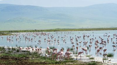 5-Day Northern Tanzania Safari Adventure: Tarangire, Serengeti & Ngorongoro Discovery - Image - 17846