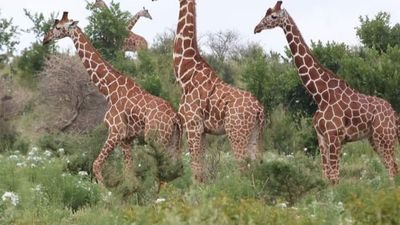 6-Day Kenya Safari Tour – Rift Valley, Aberdares & Masai Mara Game Drives - Image - 18791