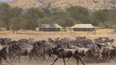 4 Days / 3 Nights Lake Naivasha & Maasai Mara Safari - Image - 13749