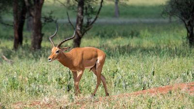 3-Day Mikumi Explorer – Wildlife, Culture & Adventure by SGR - Image - 18309