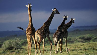 3-Day Mikumi Explorer – Wildlife, Culture & Adventure by SGR - Image - 18314