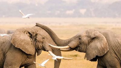 5 Days / 4 Nights Amboseli, Tsavo West & Tsavo East Safari - Image - 14465