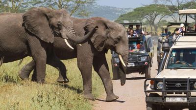 6-Day Tanzania Highlights Safari: Arusha, Serengeti and Ngorongoro - Image - 11307