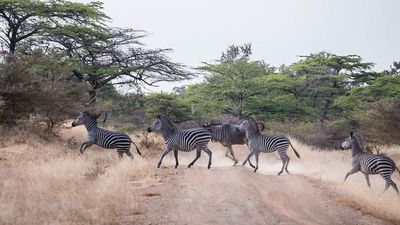 4-Day Nyerere and Mikumi National Parks- Mid Range Safari-Fly out - Image - 18049