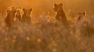 4-Day All-Inclusive Premium Serengeti Safari Experience - Image - 15170