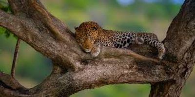 6 DAYS TANZANIA SAFARI - Image - 3410