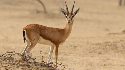 8-Day Private Kenya Bush & Beach Escape Safari - Image - 9616