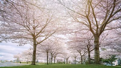 TOUR BỜ TÂY CANADA – MÙA HOA ANH ĐÀO 7N6Đ - Image - 9248