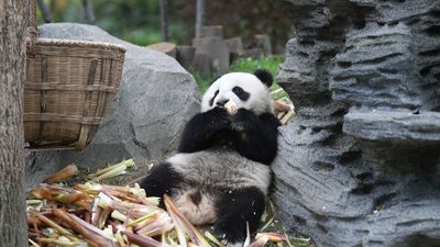 TRÙNG KHÁNH - VŨ LONG - ĐẠI TÚC - FREEDAY 5N4Đ - Image - 11549