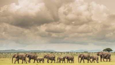 2-Day Luxury Safari to Tarangire and Ngorongoro Crater - Image - 8439