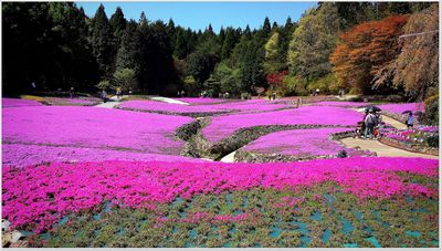 Tour Nhật Bản: Kobe | Kyoto | Osaka | Izumisano - Image - 288