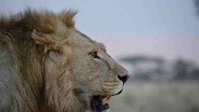 9 Days-Authentic Tanzania Wildlife Safari & Culture Experience - Image - 12633