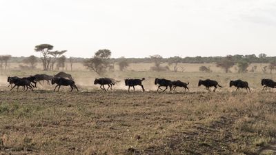 6 Day The Great Serengeti Migration Safari in Tanzania - Image - 13096