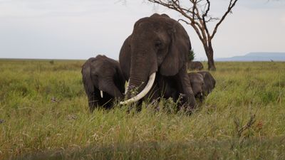 6 Days - Classic Northern Tanzania safari - Image - 13241