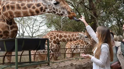 Day Tour To Giraffe Center and Elephant Orphanage Project - Image - 10770
