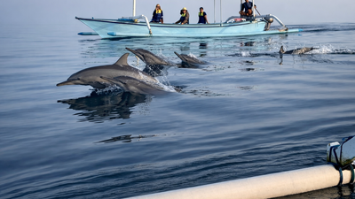 Dolphin Lovina & Bedugul Tour Package - Image - 12161