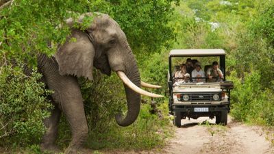 10-Day South Africa Wildlife Safari Tour - Image - 14036