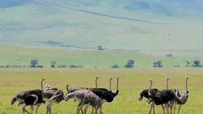 3-Day Private Masai Mara Safari with Stay at Mara Sopa Lodge - Image - 14713