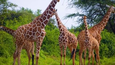3-Day Private Masai Mara Safari with Stay at Mara Sopa Lodge - Image - 14714
