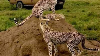 3-Day Private Masai Mara Safari with Stay at Mara Sopa Lodge - Image - 14716