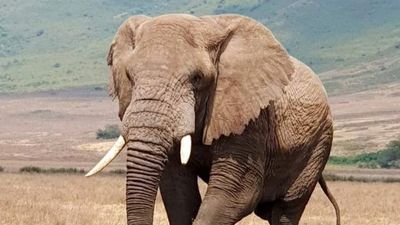 3-Day Private Masai Mara Safari with Stay at Mara Sopa Lodge - Image - 14712