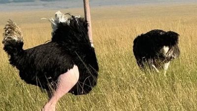 6-Day Luxury Northern Tanzania Safari – Fly & Drive - Image - 7977