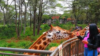 Nairobi:Giraffes Feeding Experience At Giraffes Centre And Kibera Slum Excursion. - Image - 8217