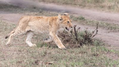 6 Day The Great Serengeti Migration Safari in Tanzania - Image - 13113
