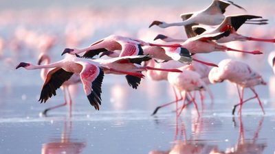 7 Days / 6 Nights Kenya Safari Samburu • Aberdares • Lake Nakuru • Lake Naivasha • Maasai Mara - Image - 14079