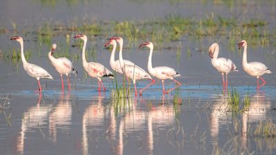 Ngorongoro Crater Day Trip - Image - 12243