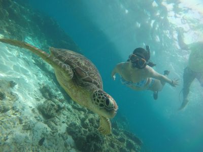 Dumaguete : Apo Island sea turtle encounter tour - Image - 1061