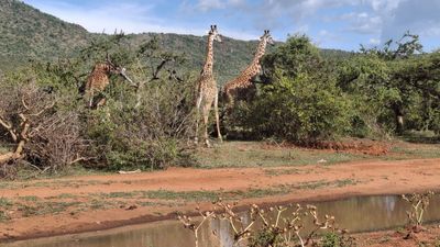 4 Days Masai Mara Budget Group Safari – Big Five Experience - Image - 13018