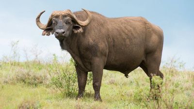 8 Days Ndutu Calving Season Serengeti Migration Tanzania Safari - Image - 9621