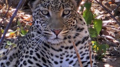 Chobe Day Trip - Image - 8489