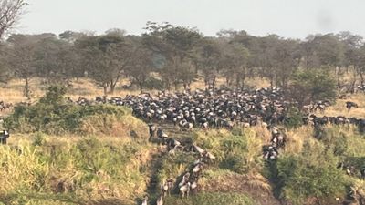 6-Day Luxury Northern Tanzania Safari – Fly & Drive - Image - 7971