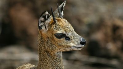9 Days-Authentic Tanzania Wildlife Safari & Culture Experience - Image - 12632