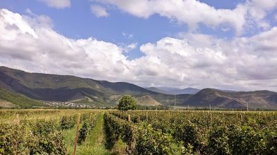 Tbilisi to Kakheti Wine Region Day Tour – Sighnaghi, Bodbe Monastery & Wine Tasting - Image - 14232