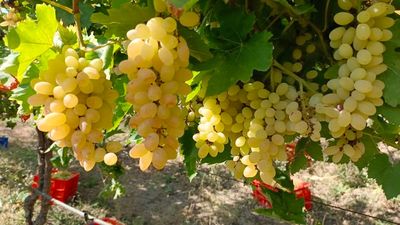 Tbilisi to Kakheti Wine Region Day Tour – Sighnaghi, Bodbe Monastery & Wine Tasting - Image - 14239
