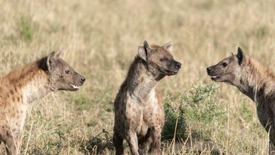 6 Day The Great Serengeti Migration Safari in Tanzania - Image - 13075
