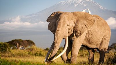 6-Day Kenya Safari: Amboseli, Lake Naivasha and Maasai Mara - Image - 11242