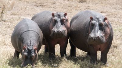 6 Day The Great Serengeti Migration Safari in Tanzania - Image - 13098