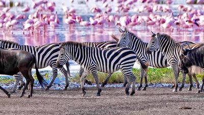 6‑Day Big Five Safari Experience and Exceptional Wildlife Encounters - Image - 11805