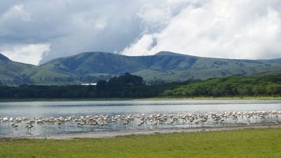 6-Day Kenya Safari: Amboseli, Lake Naivasha and Maasai Mara - Image - 11243