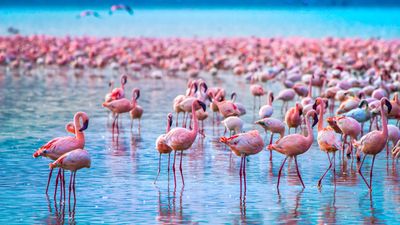 7-Day Private Safari in Kenya - Image - 10740