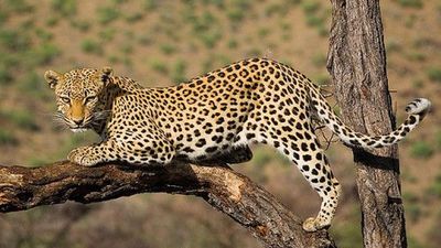 Midrange Tanzania Big Five Safari & Zanzibar Escape - Image - 2608