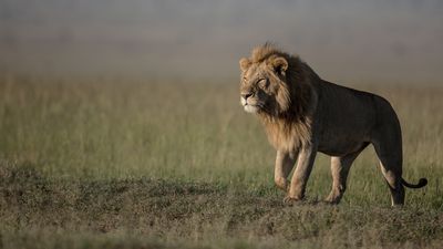 8 Days Ndutu Calving Season Serengeti Migration Tanzania Safari - Image - 9618