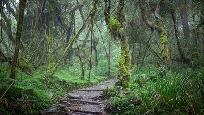 17 Days Ultimate Northern Safari and Trekking (Tanzania) - Image - 11919