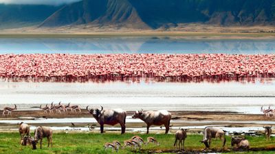 6‑Day Big Five Safari Experience and Exceptional Wildlife Encounters - Image - 11809