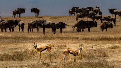 17 Days Ultimate Northern Safari and Trekking (Tanzania) - Image - 11925