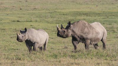 Ngorongoro Crater Day Trip - Image - 12241